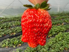 -喜杨洋草莓采摘园