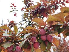 -永定河休闲森林公园