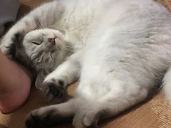 -安安宠医·安宠宠物医院