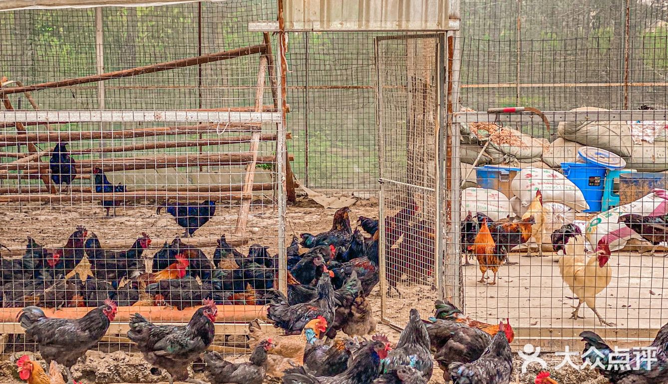 双流居然有这么好吃的跑山柴火鸡🐔赶紧收藏