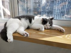 -Heymao猫咖.咖啡厅(东门店)