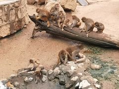 -西安秦岭野生动物园