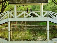 -上海共青森林公园