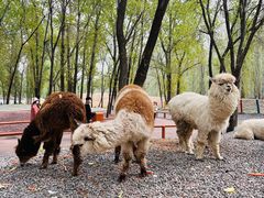 -北京野生动物园
