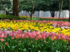 -上海鲜花港