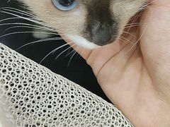 -瑞鹏宠物医院·超声·骨科·奇麟分院(蜀都万达店)