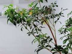 -五进制 Coffee Shop