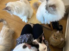 -有喵·猫咖·狗咖·30几只猫10只小狗(岗厦店)