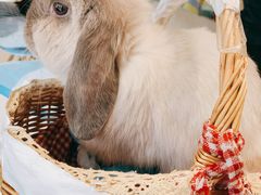 -RU DUCK柯尔鸭公社·撸鸭俱乐部·羊驼·小香猪