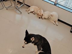 -共舞时光猫咖·狗咖(新街口店)