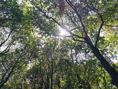 -火炉山森林公园