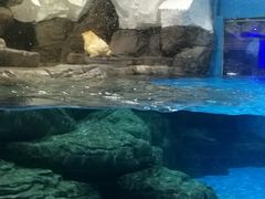 -海合安武汉极地海洋公园