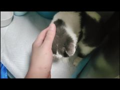 -瑞派康怡24h宠物医院·犬猫医疗中心·微创绝育(瑞景分院)