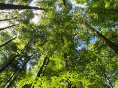 -武陵山森林公园