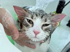 -山宅一喵德文卷毛猫舍