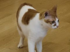 -猫咪派对(江南西店)