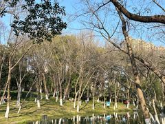 -青枫公园