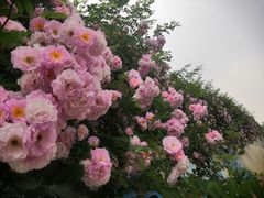 -荣昌花园