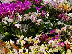 -循礼门鲜花花市(武汉循礼门店)