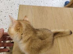 -猫域·湾主题猫咖·宠物吧(南坪城市广场店)