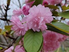 -天适樱花悠乐园