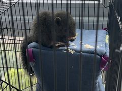 -青石桥花鸟鱼虫市场(叠翠城店)