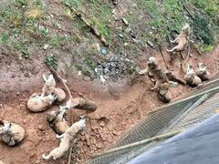 -合肥野生动物园