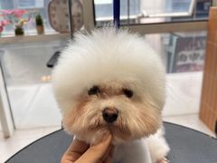 -爱宠屋pet shop·宠物洗澡·宠物美容