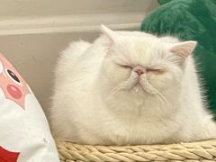 -More Fun猫咖 二十只万元加菲主题