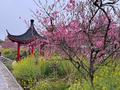 -南汇桃花村