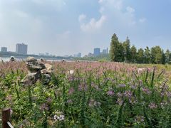 -顺峰山公园