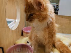 -屋虎猫馆(宝安大仟里店)