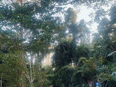 -中国科学院西双版纳热带植物园