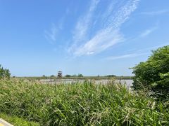 -盐城丹顶鹤湿地生态旅游区