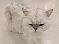 -共舞时光猫咖·狗咖(新街口店)