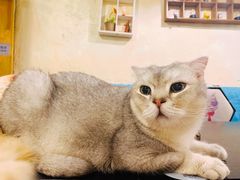 -猫小院猫主题咖啡厅(北锣店)