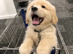 -瑞鹏宠物医院犬猫全科(真大分院)