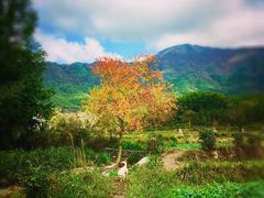 -塔川景区