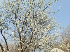 -桃花堤公园