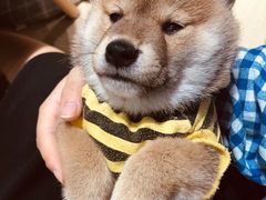 -逗柴咖啡屋·狗咖猫咖宠物桌游