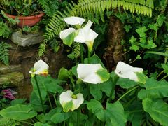 -国家植物园南园