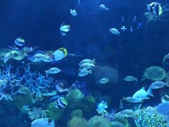 -暹罗海洋世界