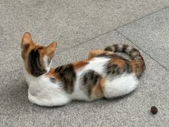 -龙华素斋(龙华路店)