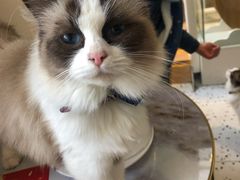 -喵喵咪呀布偶猫咖(春熙路店)