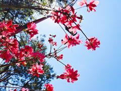 -十九峰景区-倒脱靴