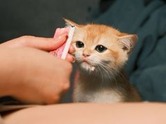 -御宝贝·A梦猫科宠物医院(国际猫友好医院)
