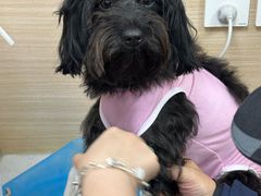 -美联众合爱康动物医院•复杂内科•肿瘤科•牙科•腔镜诊疗中心