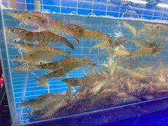 -0048鲜活香辣虾·火锅(铜陵路店)