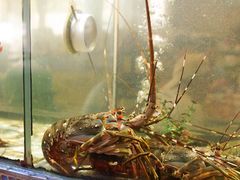 -巽寮印象美食部落餐厅·海鲜·地方特色菜(惠州体验店)