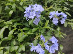 -莲花山公园